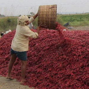 Pouring a basket of red chilies onto a large pile of chilies.